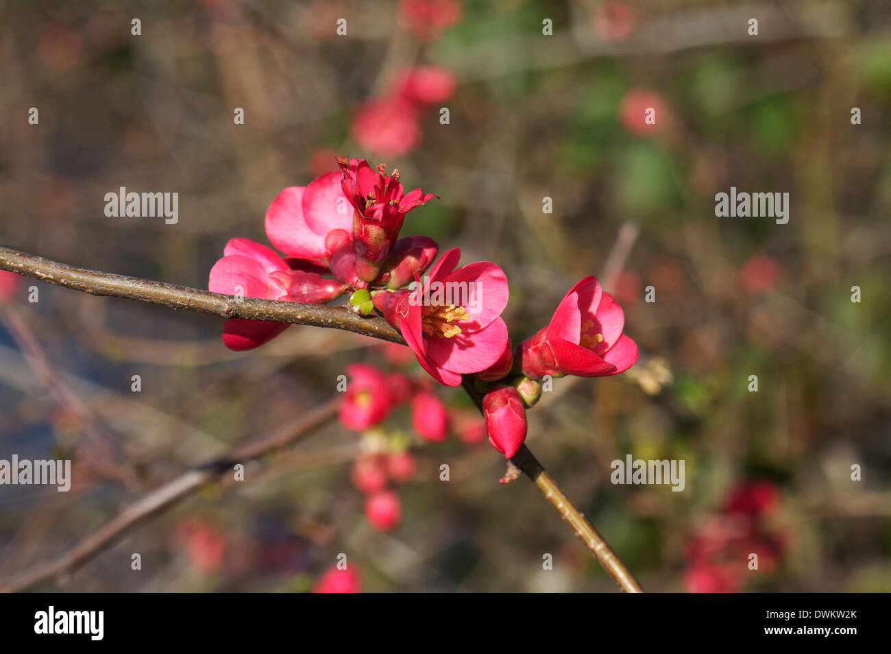 Bergenia Cordifolia fiori di primavera Foto Stock