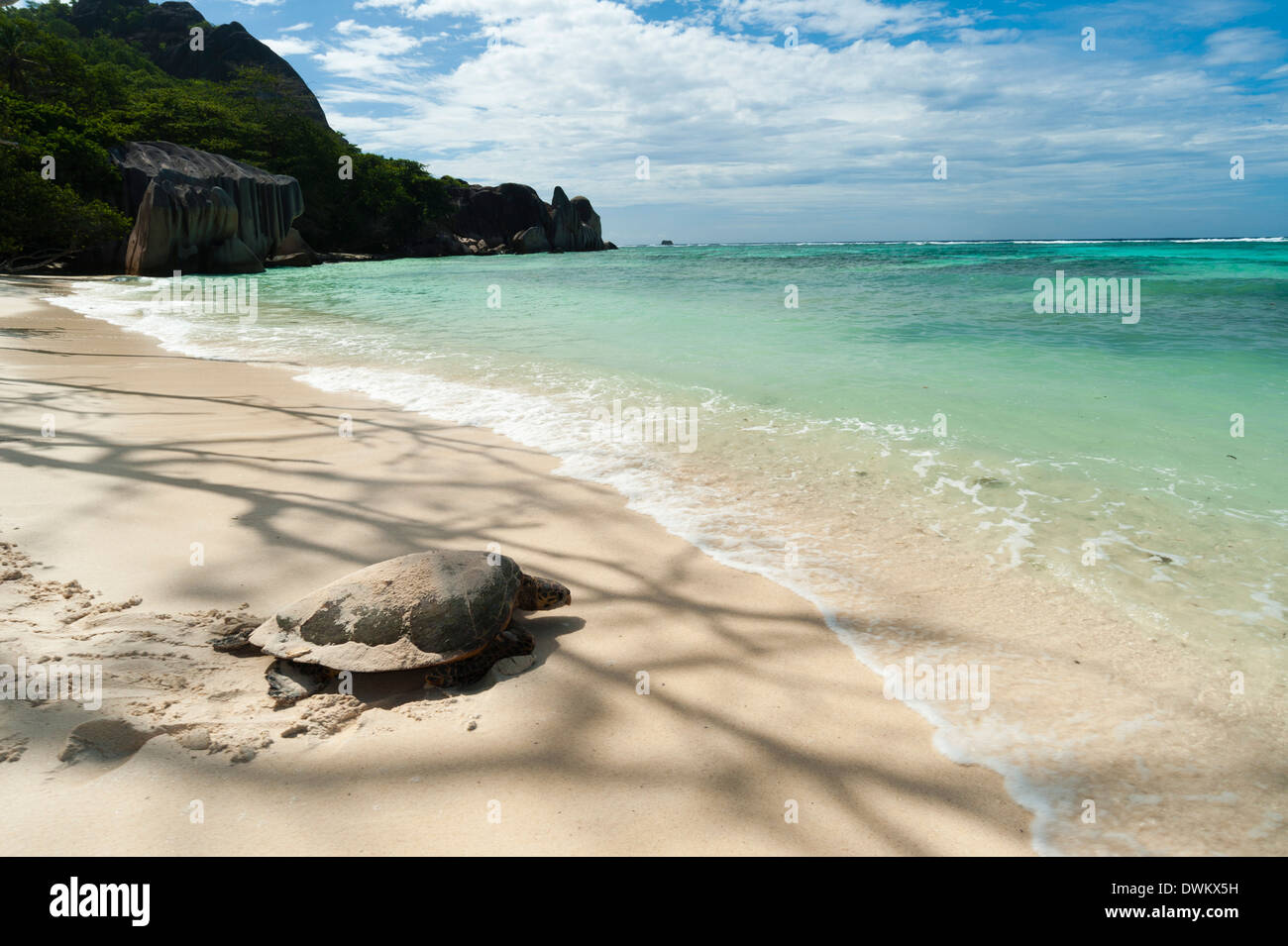 Tartaruga di mare, Anse Source d'Argent beach, La Digue, Seychelles, Oceano indiano, Africa Foto Stock