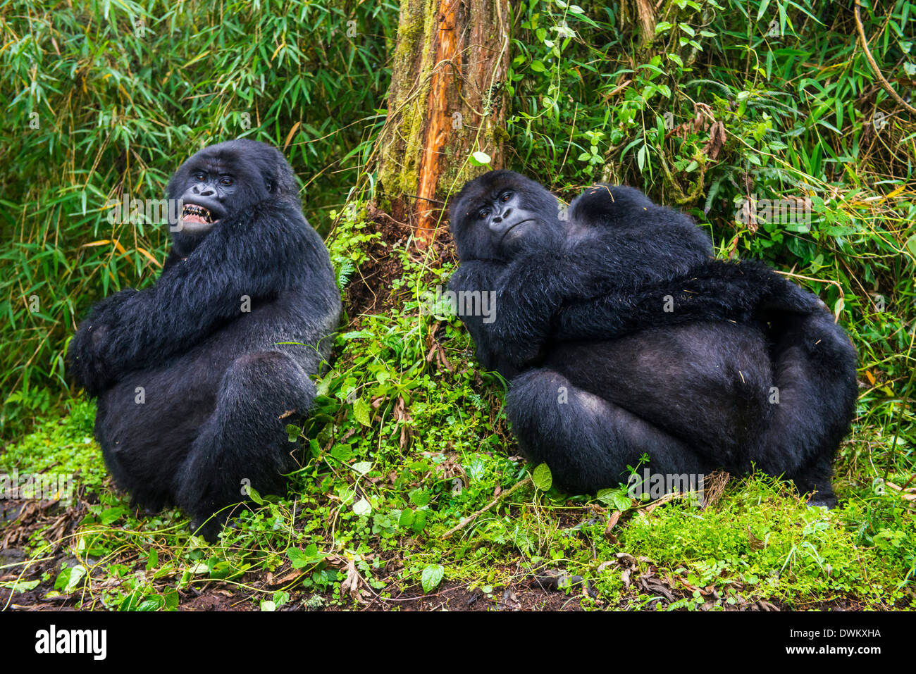 Gorilla di Montagna (Gorilla beringei beringei), il Parco nazionale di Virunga, Ruanda, Africa Foto Stock