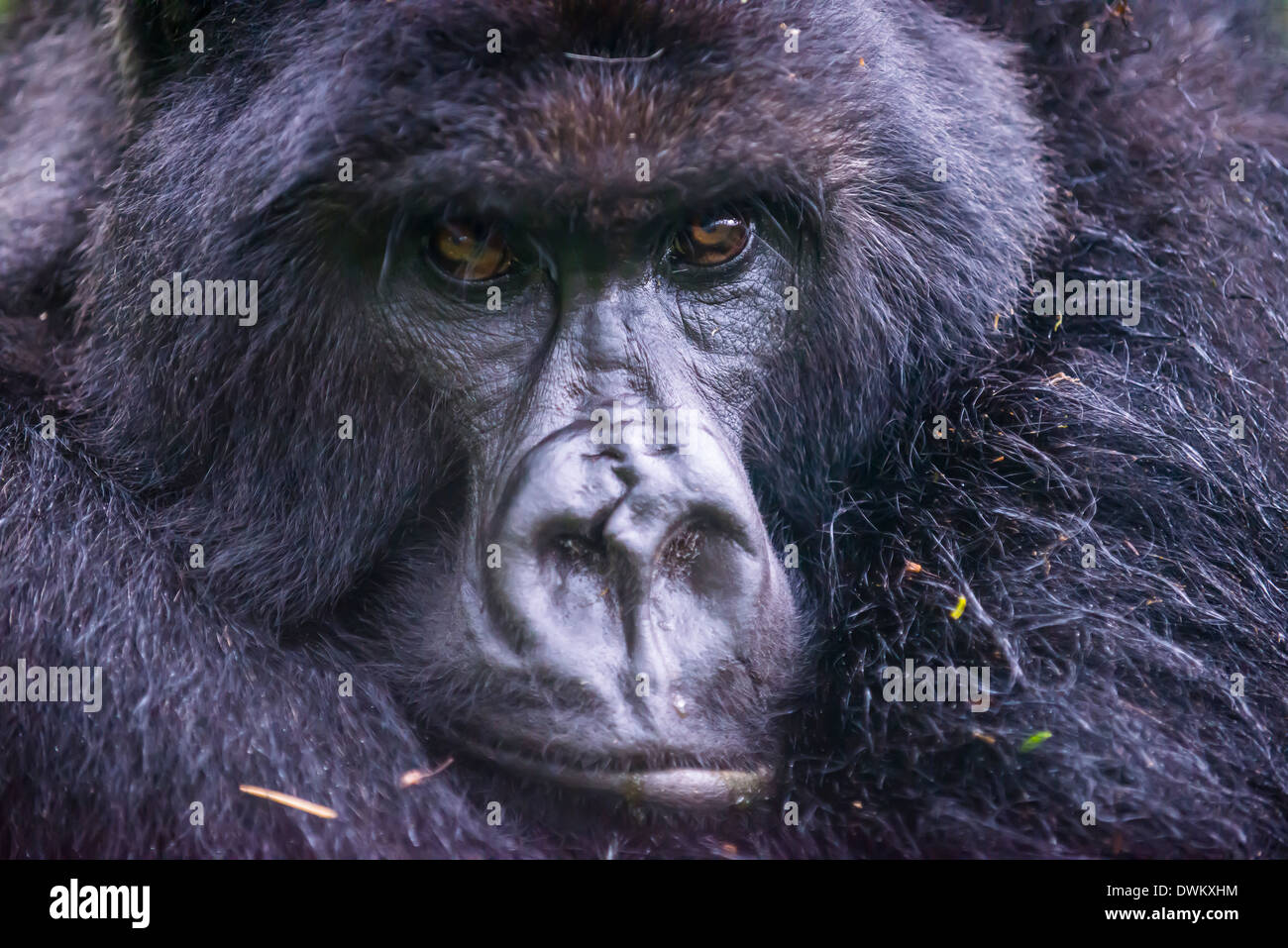 Gorilla di Montagna (Gorilla beringei beringei), il Parco nazionale di Virunga, Ruanda, Africa Foto Stock