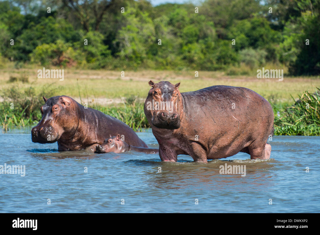 Ippopotamo (Hippopotamus amphibius), Murchison Falls National Park, Uganda, Africa orientale, Africa Foto Stock