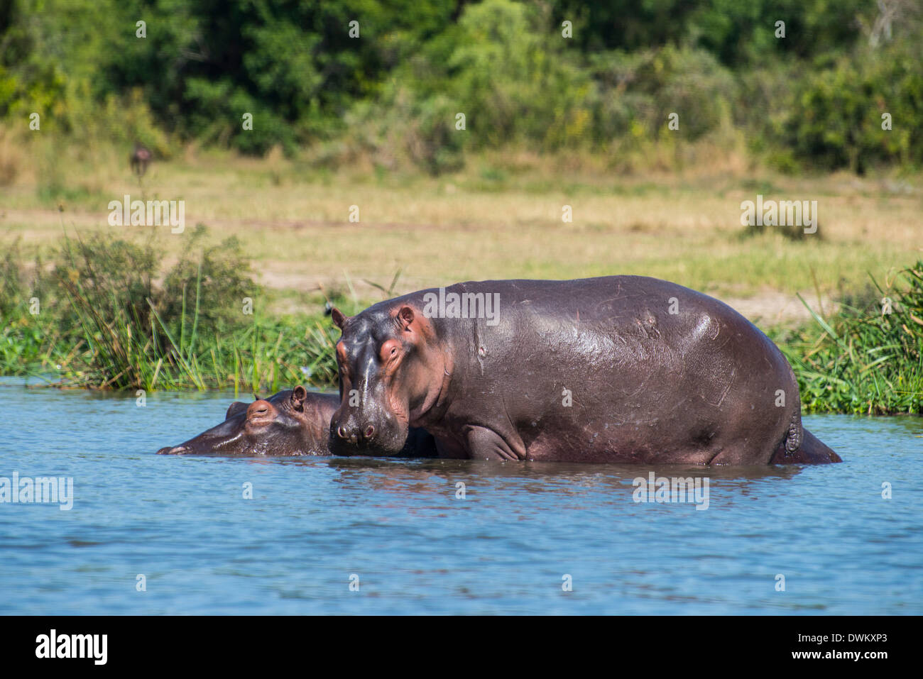 Ippopotamo (Hippopotamus amphibius), Murchison Falls National Park, Uganda, Africa orientale, Africa Foto Stock