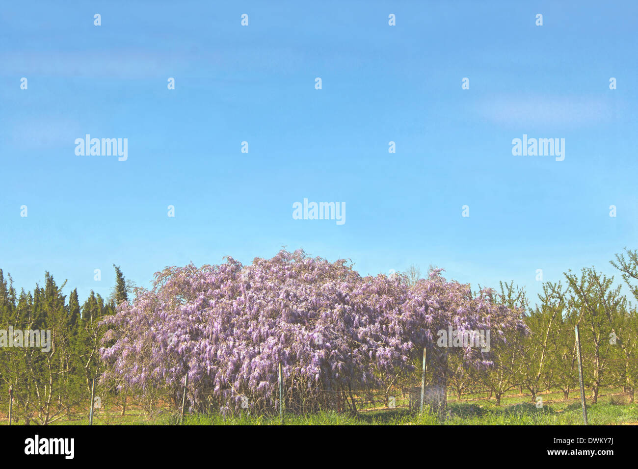Un enorme albero di glicine pieno di fiori di lavanda Foto Stock