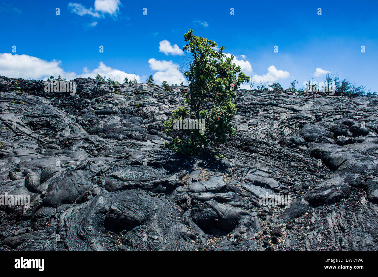 Di origine vulcanica del flusso di lava nel Parco Nazionale dei Vulcani delle Hawaii, Sito Patrimonio Mondiale dell'UNESCO, Big Island, Hawaii, Pacific Foto Stock