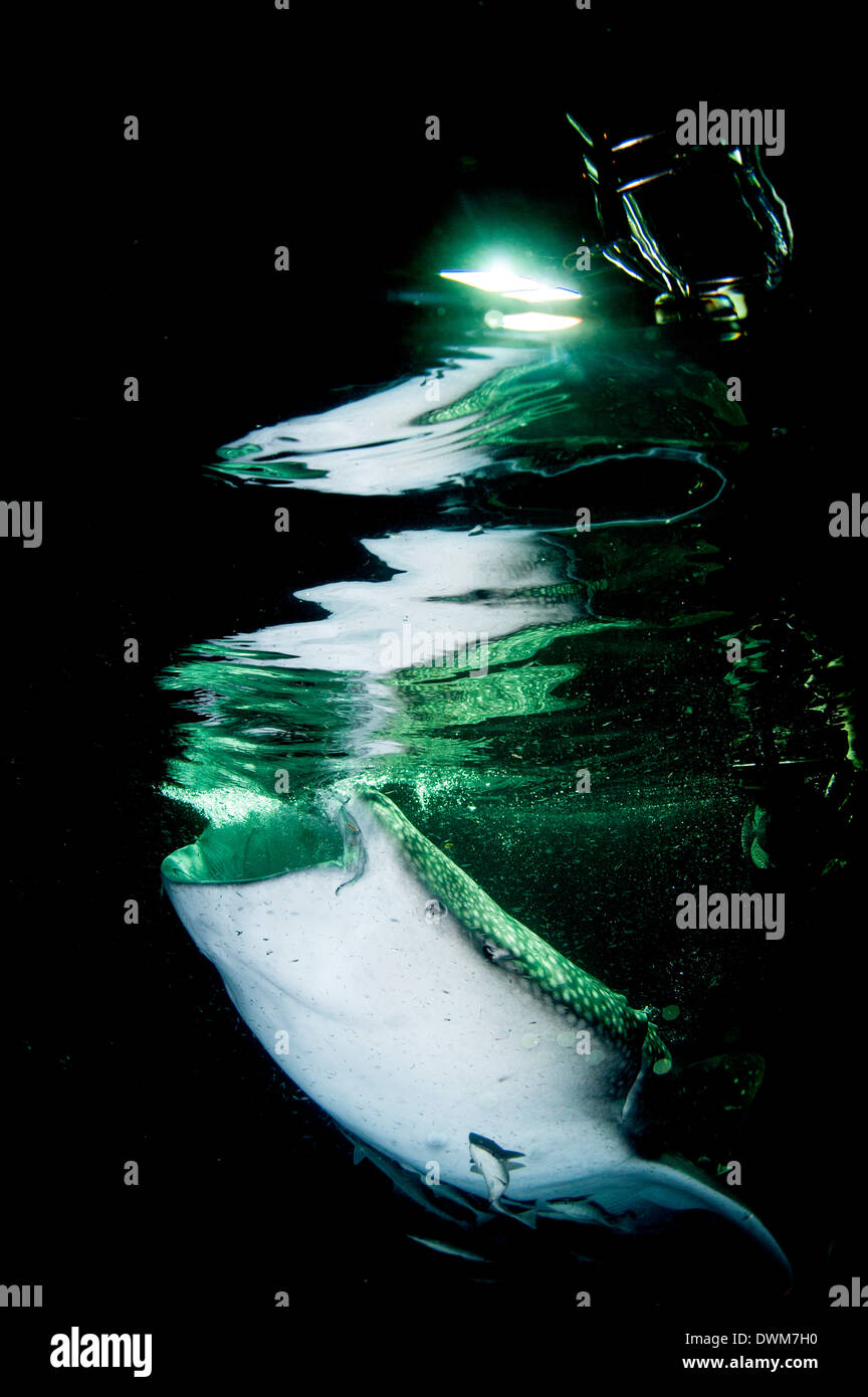 Squalo balena (Rhincodon typus) alimentazione di notte, Maldive, Oceano Indiano, Asia Foto Stock