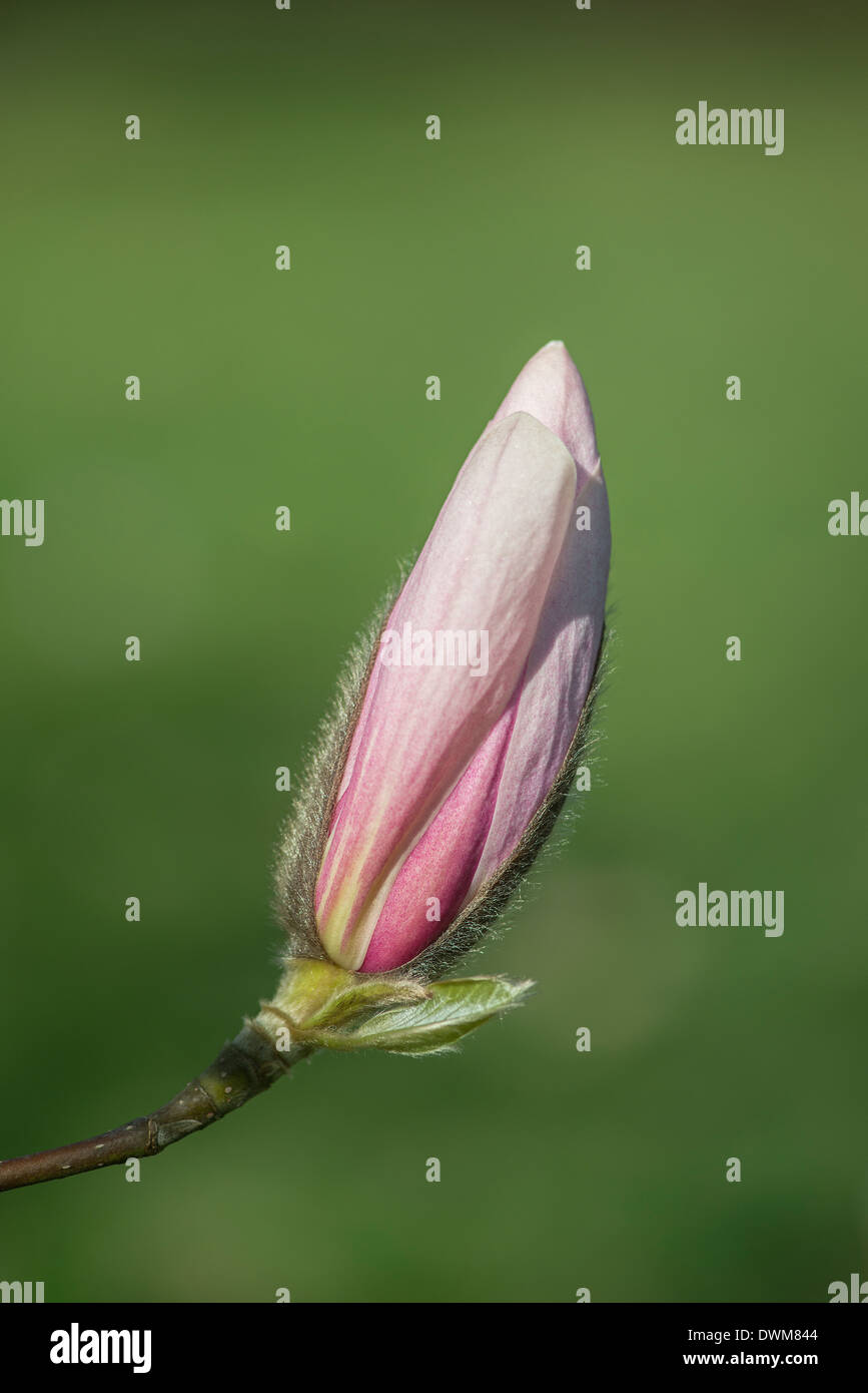 Magnolia 'Iolanthe'. Apertura bud Foto Stock