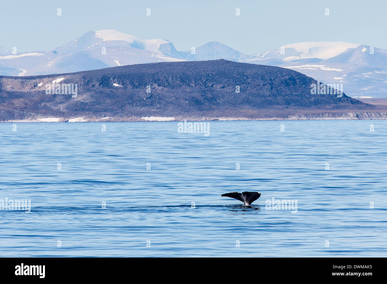 Adulto bowhead whale (Balaena mysticetus) passera nera fino tuffo fuori della penisola di Cumberland, Isola Baffin, Nunavut, Canada Foto Stock