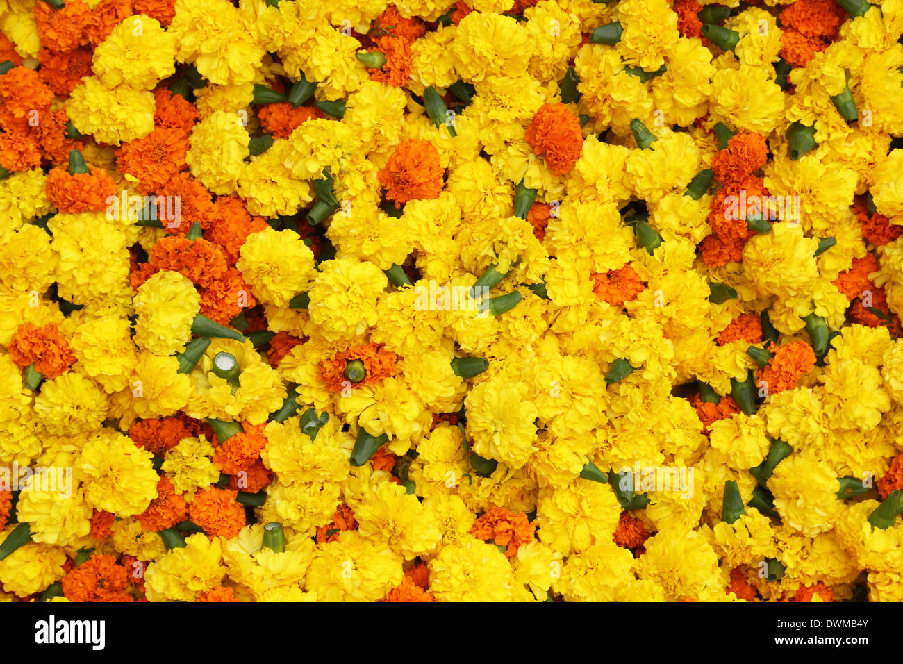 Fiori e ghirlande per la vendita sul mercato dei fiori all'ombra del ponte Haora in Kolkata, West Bengal, India Foto Stock