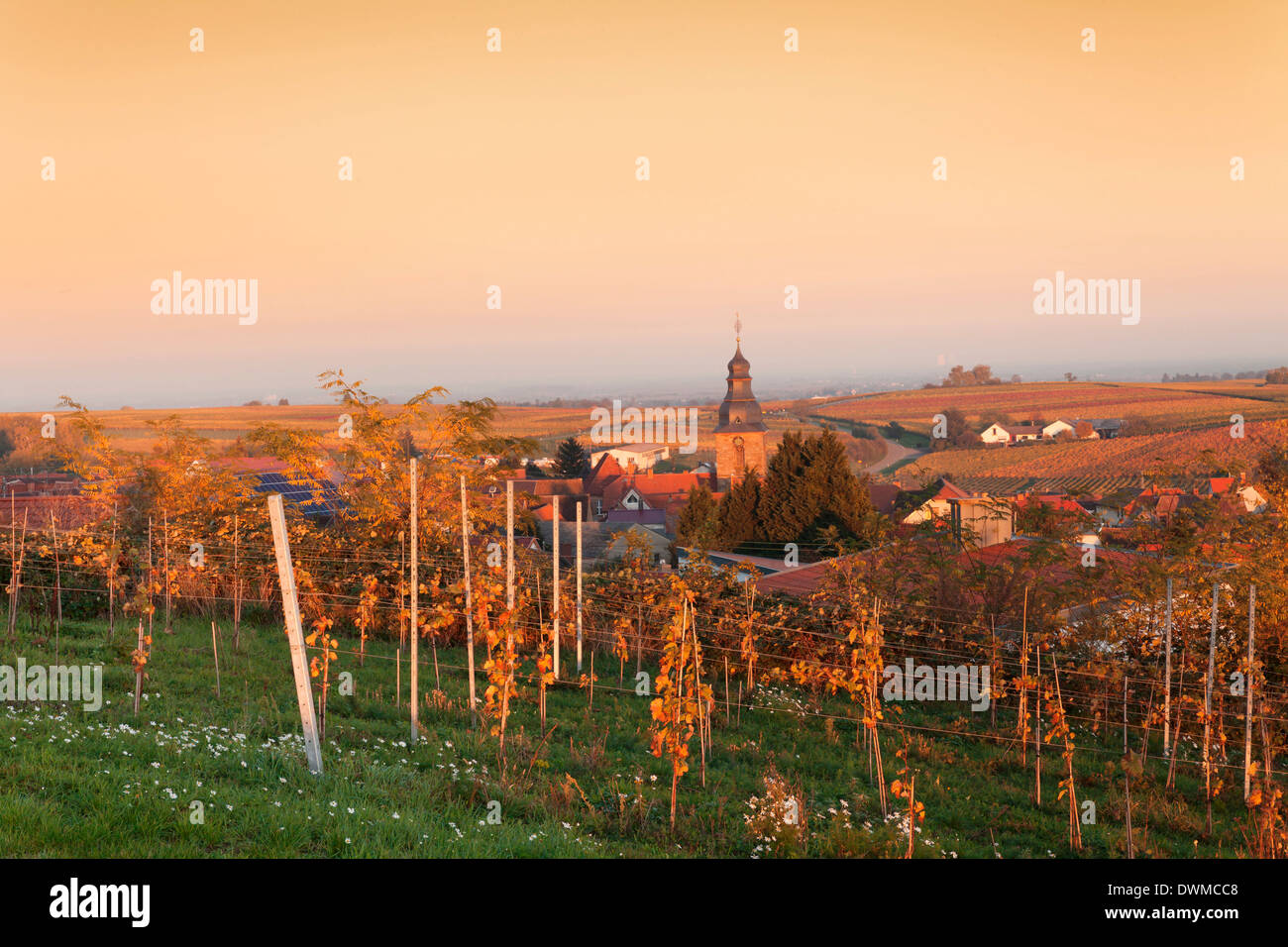 Vista sui vigneti per il villaggio del vino Burrweiler in autunno al tramonto, Itinerario dei vini tedeschi, Pfalz, Renania-Palatinato, Germania Foto Stock