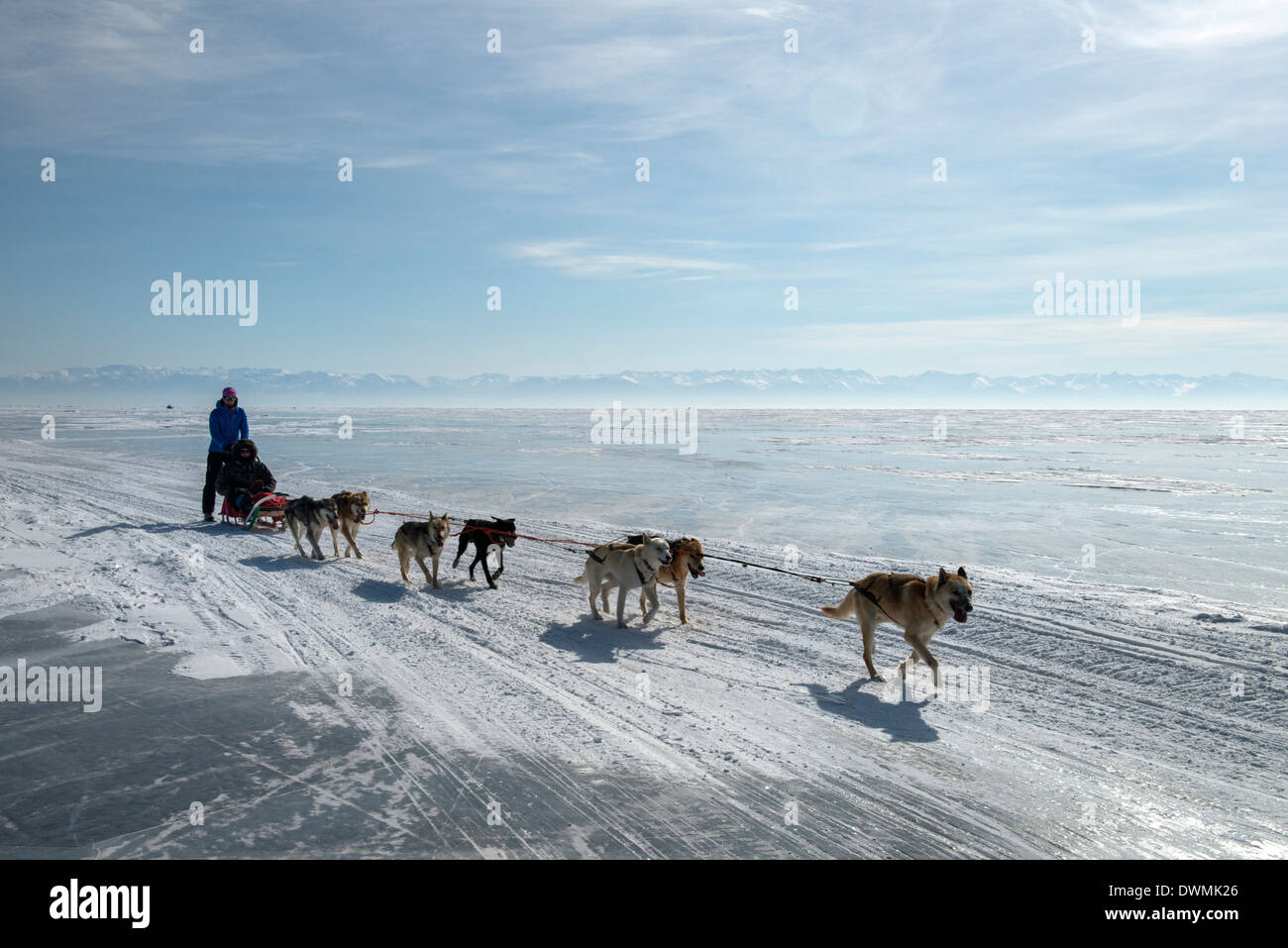 Visitatori godendo lo sleddog sul ghiaccio di fronte al villaggio di Listvyanka, Oblast di Irkutsk, Siberia, Russia, Eurasia Foto Stock