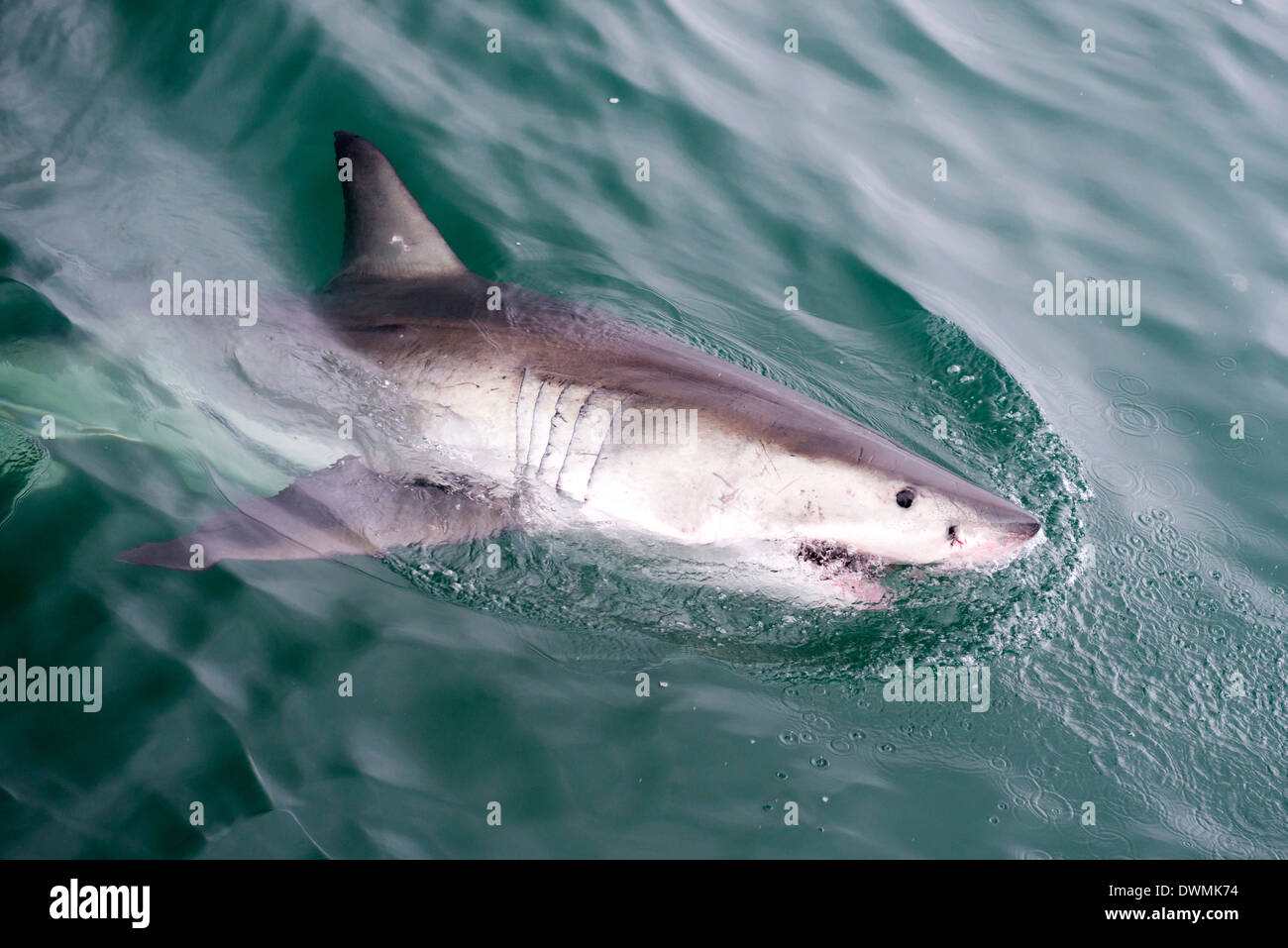 Il grande squalo bianco (Carcharodon carcharias) in corrispondenza della superficie a Kleinbaai nella Western Cape, Sud Africa e Africa Foto Stock