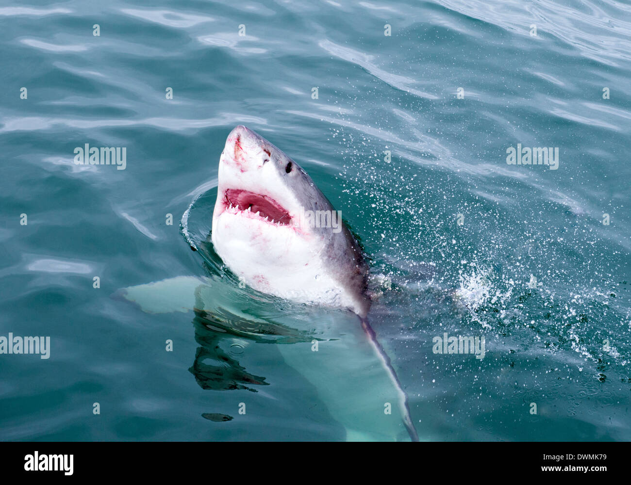 Il grande squalo bianco (Carcharodon carcharias) in corrispondenza della superficie a Kleinbaai nella Western Cape, Sud Africa e Africa Foto Stock