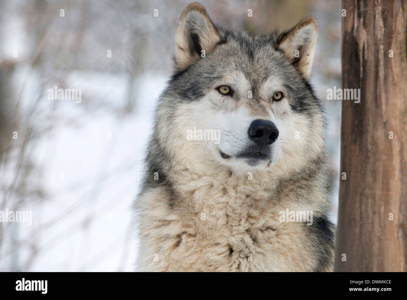 North American timber lupo (Canis lupus) nella foresta, Wolf Science Center, Ernstbrunn, Austria, Europa Foto Stock