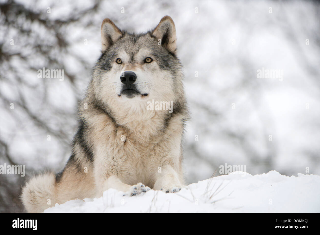 North American timber lupo (Canis lupus) nella foresta, Wolf Science Center, Ernstbrunn, Austria, Europa Foto Stock