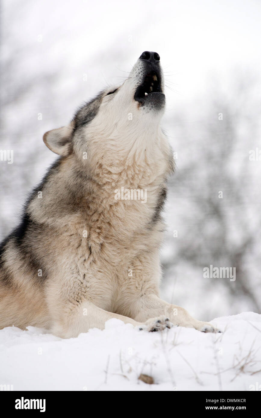 North American timber lupo (Canis lupus) ululati nella neve nel bosco di latifoglie, Lupo Science Center, Ernstbrunn, Austria Foto Stock