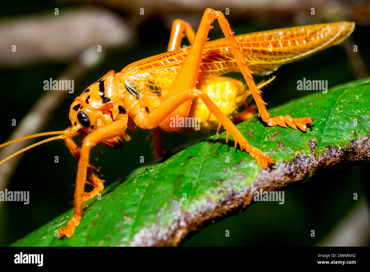 Arancione e nero bush cricket (Tettigoniidae), Maliau Basin, Sabah Borneo, Malaysia, Asia sud-orientale, Asia Foto Stock
