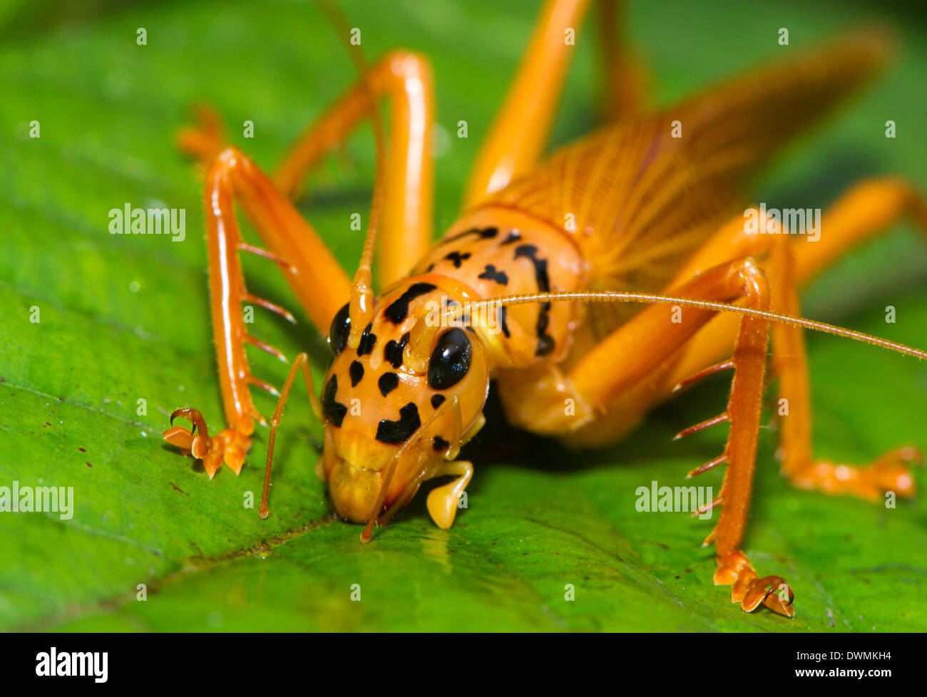 Arancione e nero bush cricket (Tettigoniidae), Maliau Basin, Sabah Borneo, Malaysia, Asia sud-orientale, Asia Foto Stock