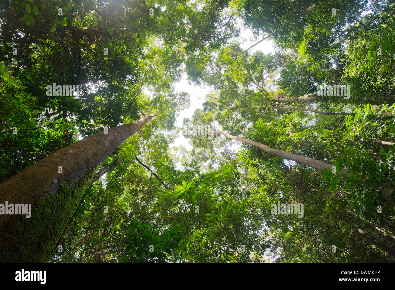 Alti alberi dipterocarp nella foresta pluviale primaria nel bacino Maliau Area di Conservazione, Sabah Borneo, Malaysia, sud-est asiatico Foto Stock