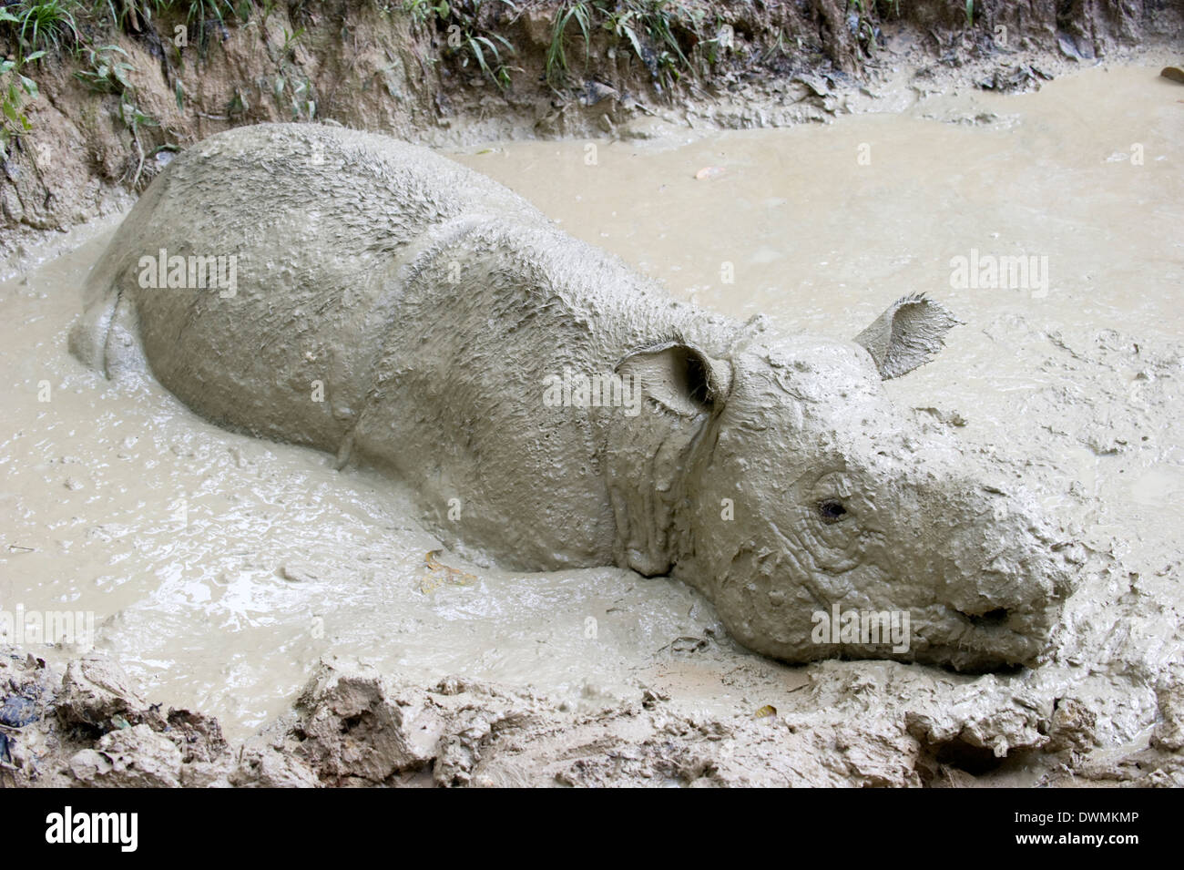 Femmina di Rinoceronte di Sumatra (Dicerorhinus sumatrensis) in sguazzi, Tabin Reserve, Sabah Borneo, Malaysia, sud-est asiatico Foto Stock