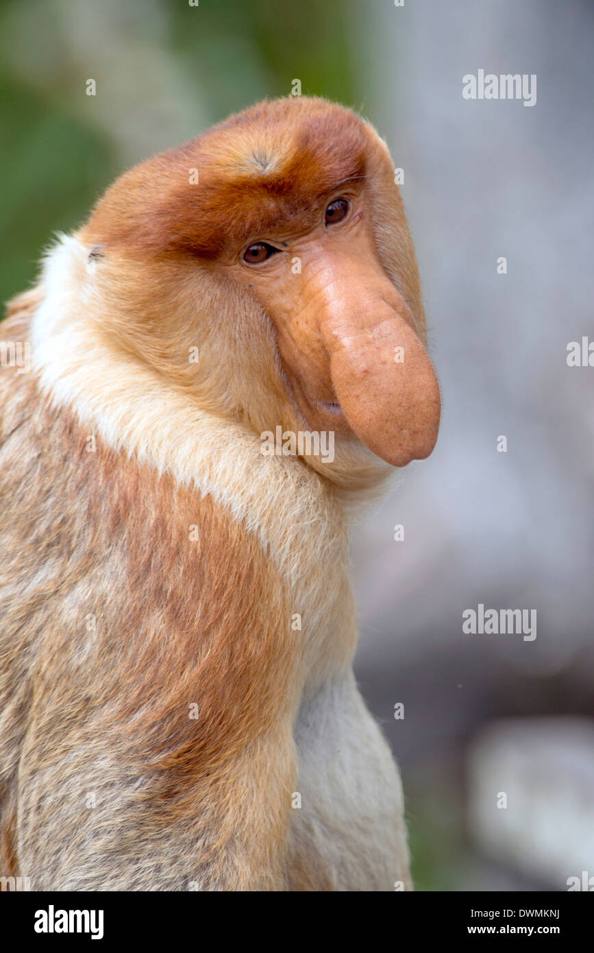 Maschio dominante proboscide di scimmia (Nasalis larvatus), Labuk Bay proboscide Monkey Santuario, Sabah Borneo, Malaysia, sud-est asiatico Foto Stock