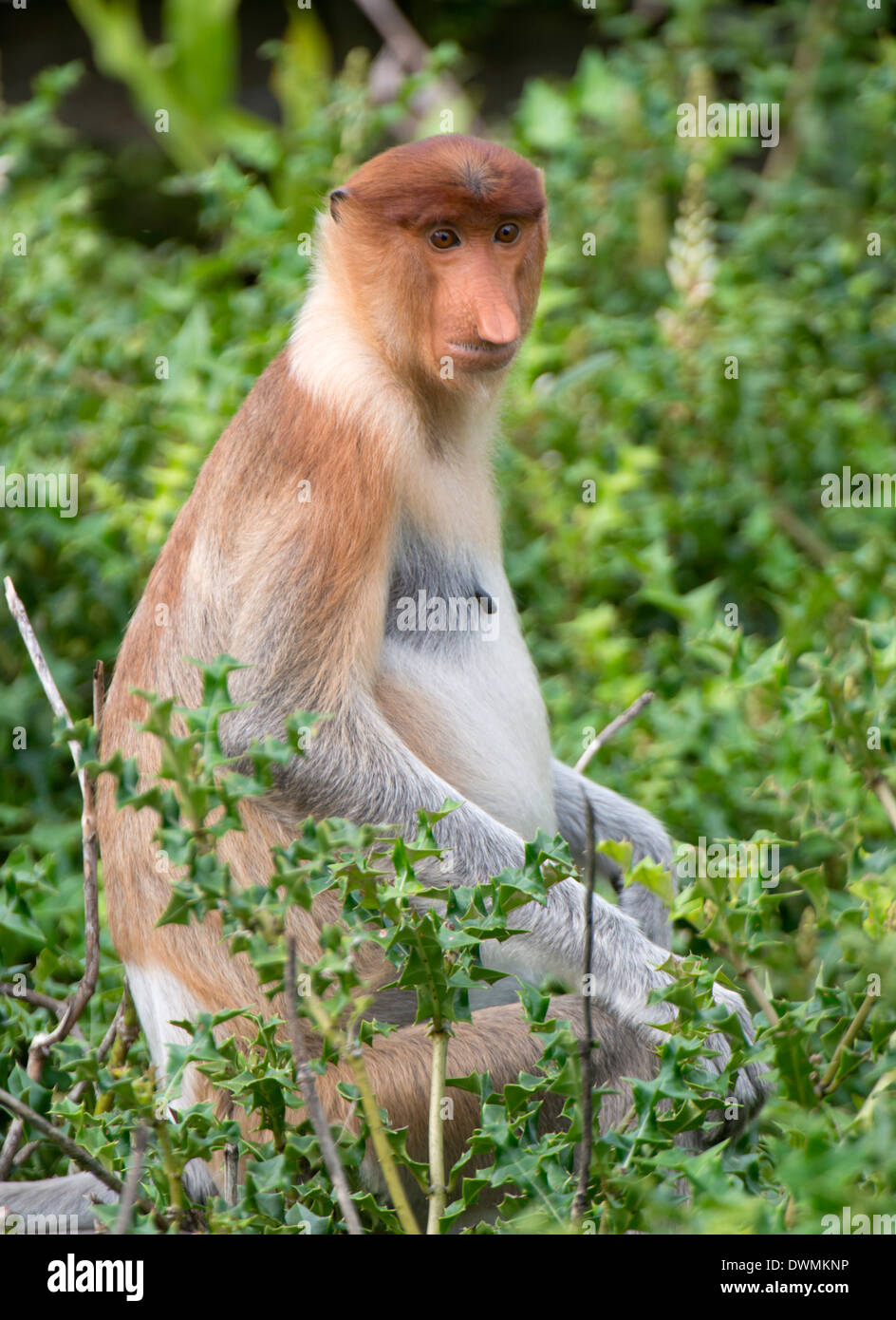 Proboscide femmina di scimmia (Nasalis larvatus), Labuk Bay proboscide Monkey Santuario, Sabah Borneo, Malaysia, Asia sud-orientale, Asia Foto Stock