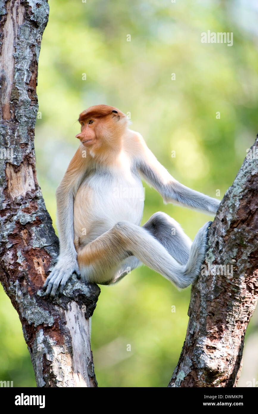 I capretti proboscide maschio di scimmia (Nasalis larvatus), Labuk Bay proboscide Monkey Santuario, Sabah Borneo, Malaysia, sud-est asiatico Foto Stock
