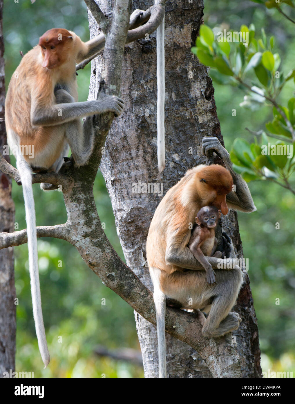 Femmina adulta proboscide di scimmia (Nasalis larvatus) con baby, Labuk Bay proboscide Monkey Santuario, Sabah Borneo, Malaysia Foto Stock