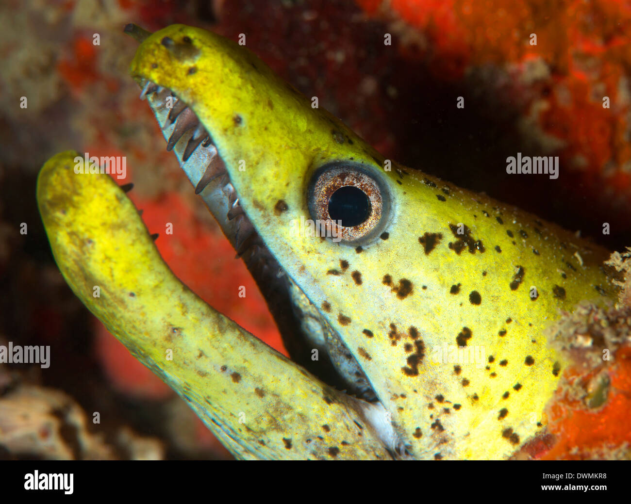 Il giallo moray eel (Gymnothorax melatremus) vivono in un reef artificiale vicino a Mabul isola Celebes Mare, Sabah, Malaysia Foto Stock