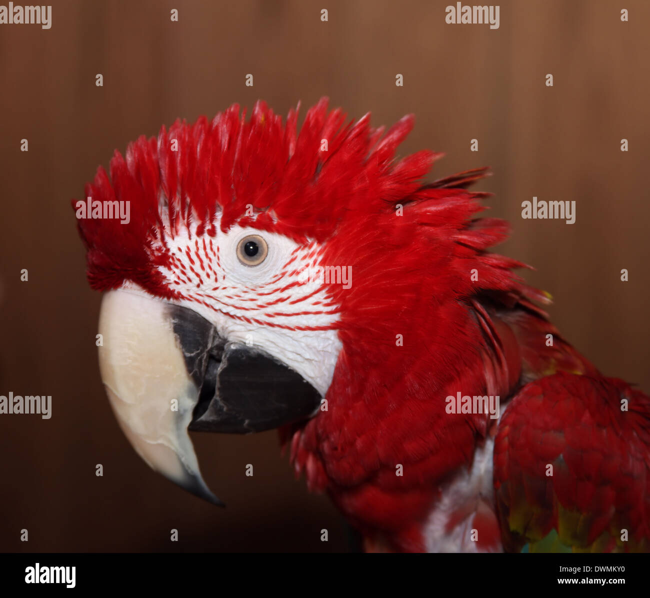 PARROT,MACAW,rosso Foto Stock