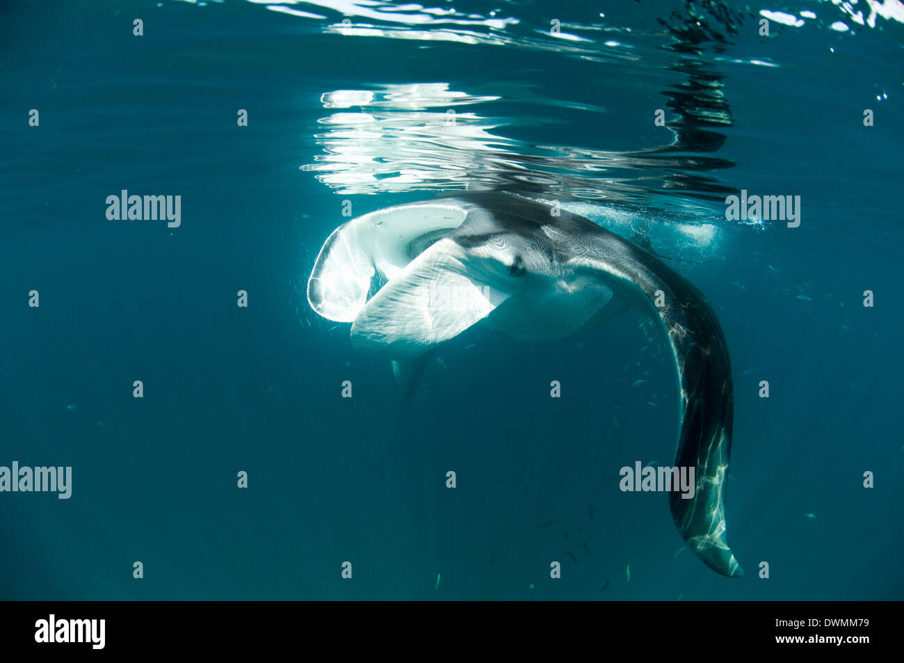 Manta ray (Manta birostris) alimentazione su zooplancton estendendo la sua lobi cefalica, Quintana Roo, Messico, America del Nord Foto Stock