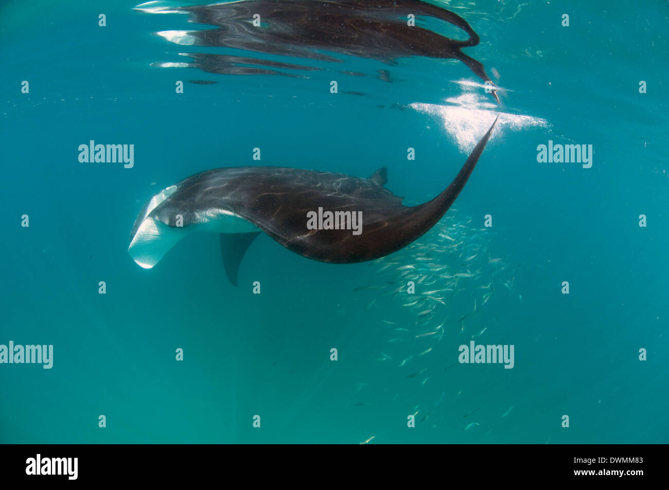 Manta ray (Manta birostris) alimentazione su lo zooplancton, Yum Balam Area Marina Protetta, Quintana Roo, Messico Foto Stock