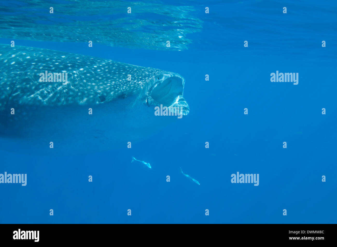 Squalo balena (Rhincodon typus) di alimentazione in corrispondenza della superficie su lo zooplancton, Yum Balam Area Marina Protetta, Quintana Roo, Messico Foto Stock