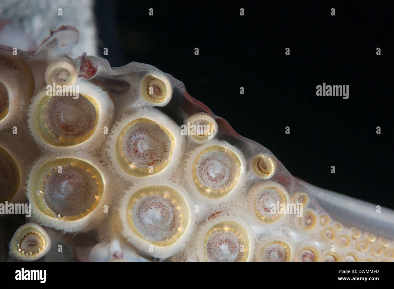 Primo piano di ventose e denti anelli sui tentacoli di calamaro di Humboldt, Golfo di California, Baja California, Messico Foto Stock
