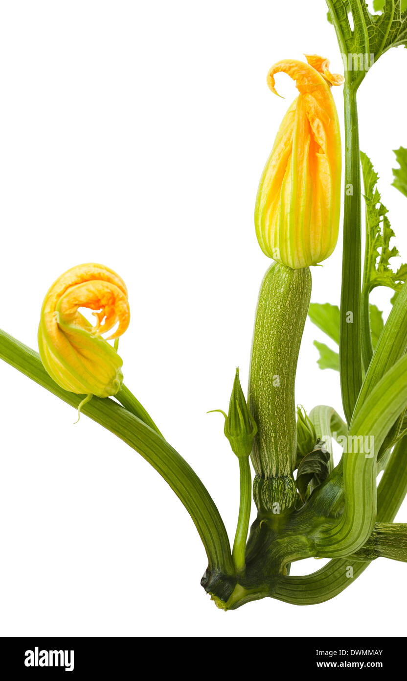 Impianto di zucchine con fiori su sfondo bianco Foto Stock