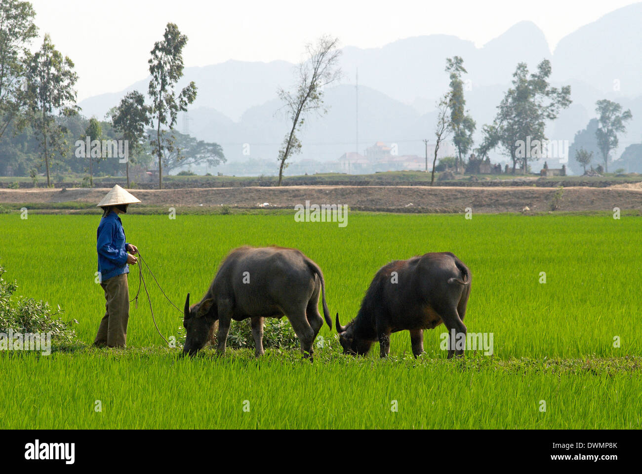 Tam Coc, Ninh Binh area, Vietnam, Indocina, Asia sud-orientale, Asia Foto Stock