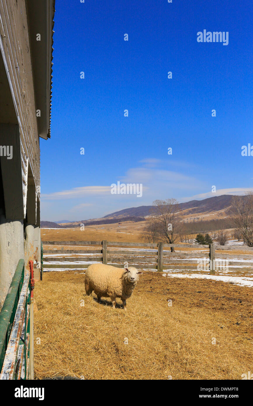 Pecore, Duffs Casa di zucchero, Meadowdale, Virginia, Stati Uniti d'America Foto Stock