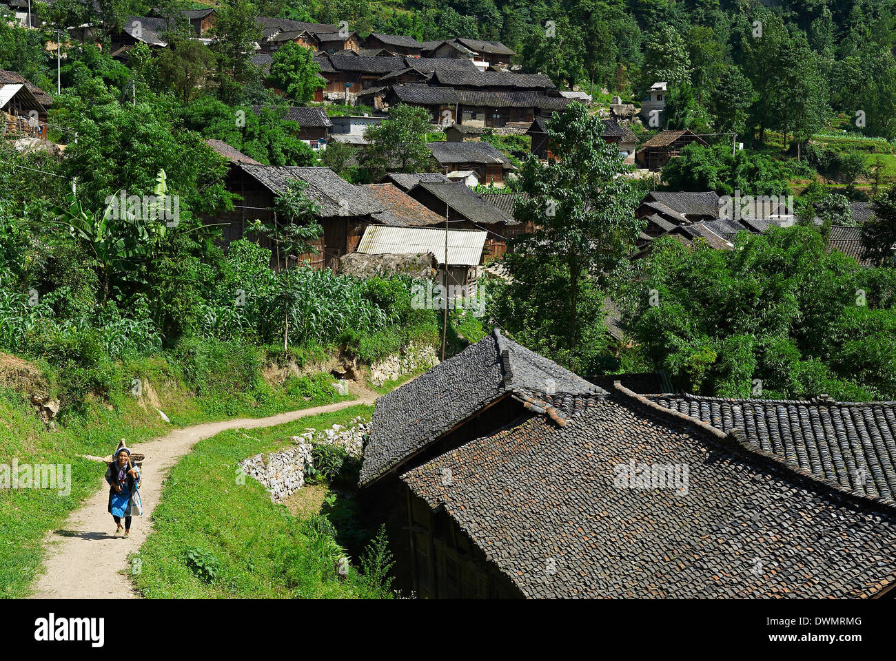 Piccolo Fiore Miao in fiore Dahua, Guizhou, Cina e Asia Foto Stock