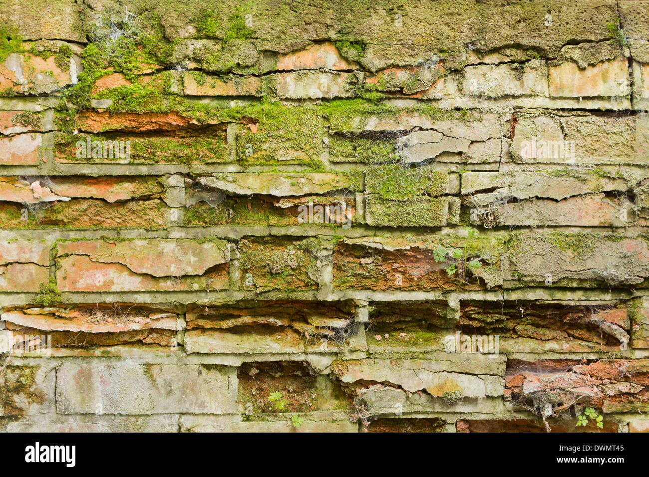 Moss coperta parete sbriciolamento texture di sfondo Foto Stock