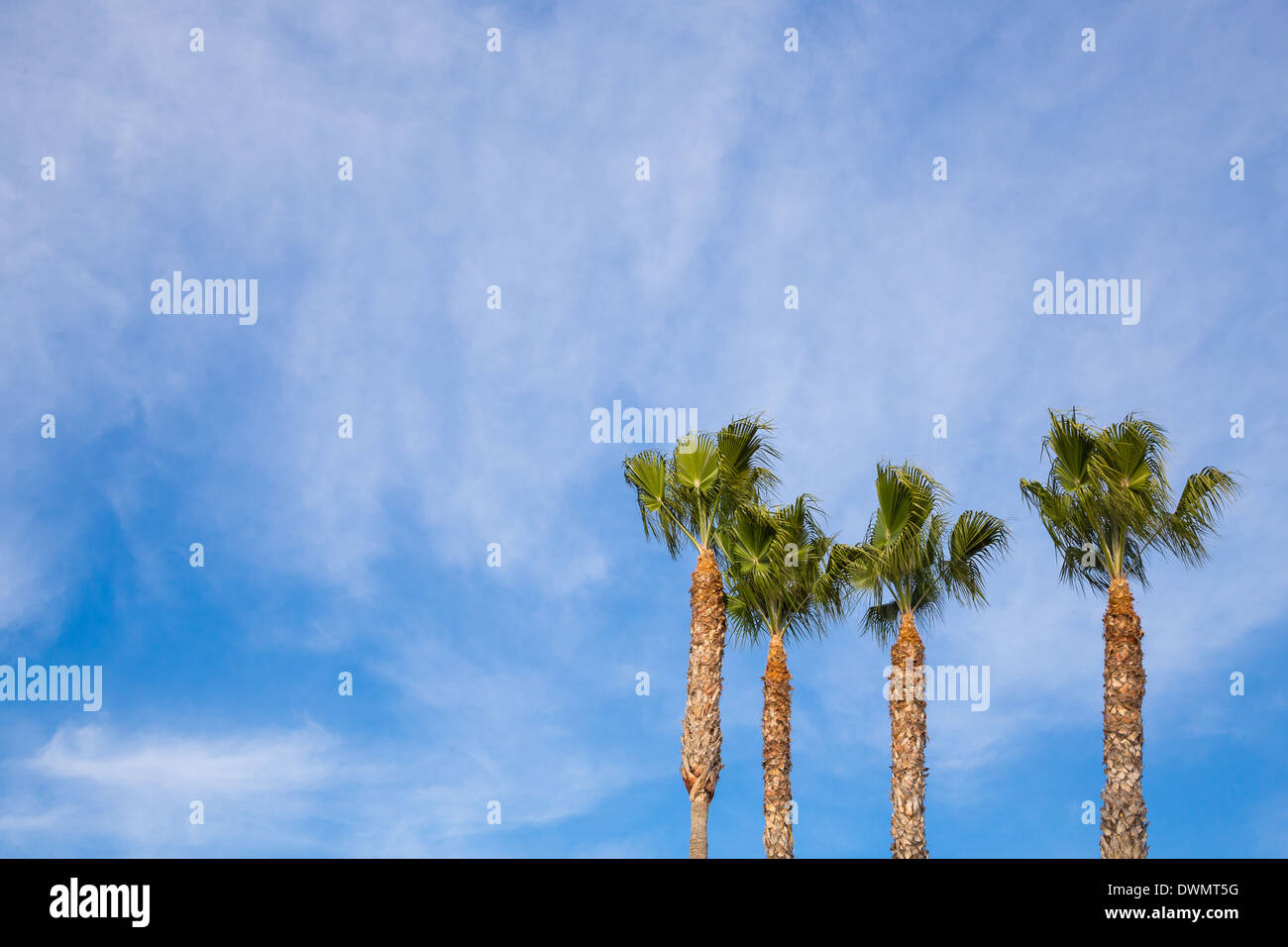Semplice immagine a colori di alberi di palma contro un cielo blu in tropicale di san Diego in California. Foto Stock