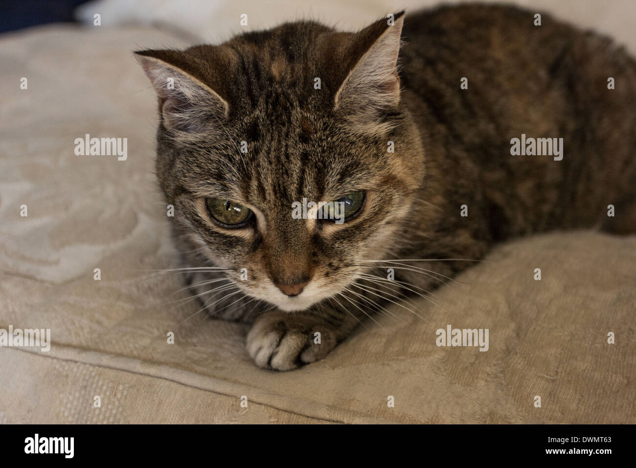 Cute cat led sul divano Foto Stock