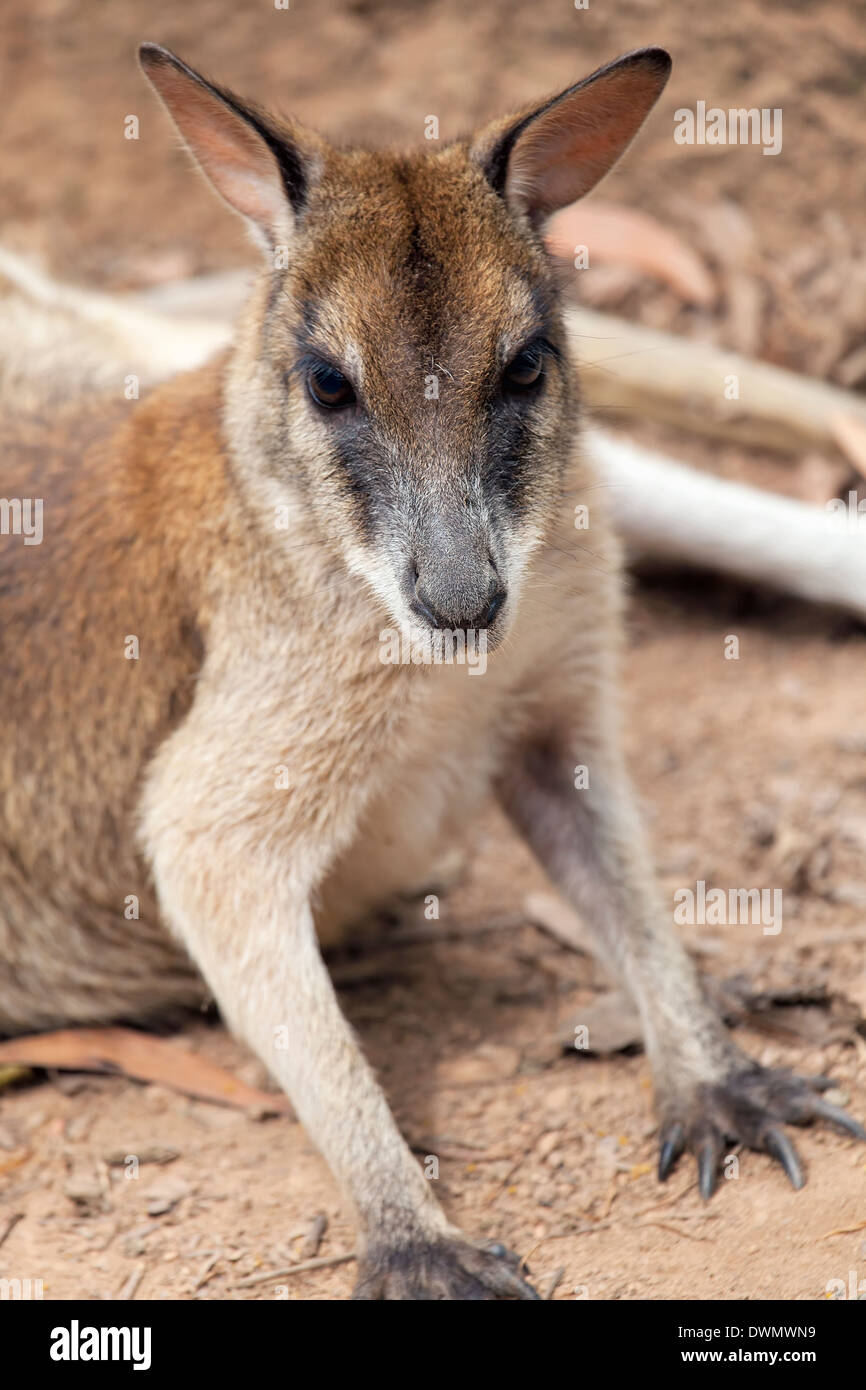 Kangaroo rivolta verso il lato anteriore Closeup ritratto Foto Stock