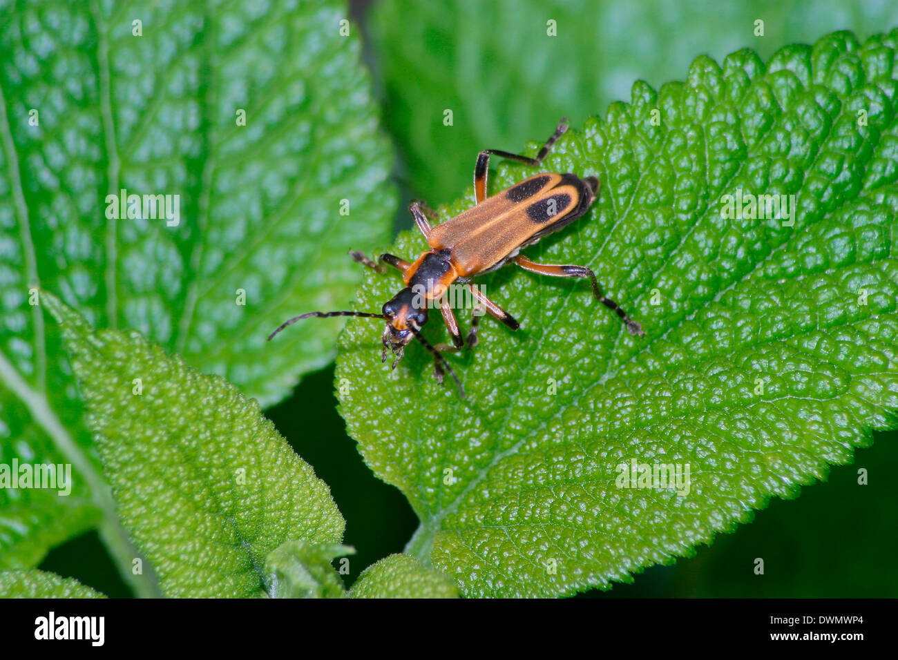 Una di insetti volanti in appoggio su una foglia verde, il Pennsylvania Leatherwing, Chauliognathus pennsylvanicus, Southwestern Ohio, Stati Uniti d'America Foto Stock