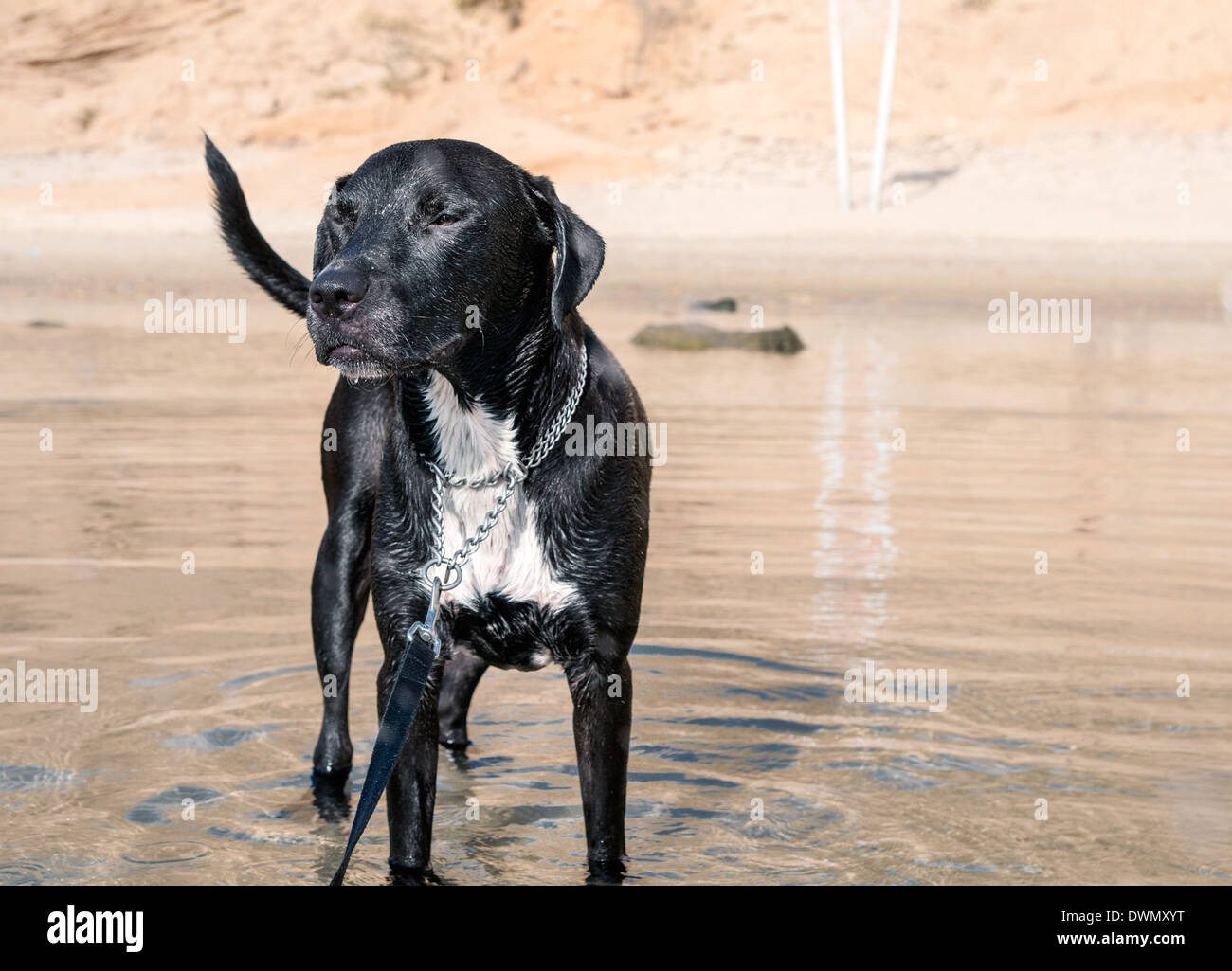 Nero cane giocoso in acqua di mare Foto Stock