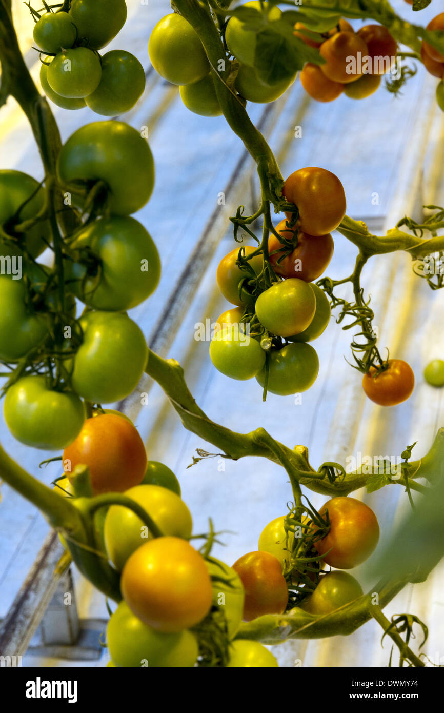 Pomodori che crescono in geothermally serre riscaldate in Frioheimar Islanda Foto Stock