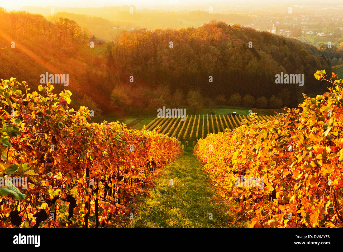 Paesaggio di vigneti, Ortenau, Baden percorso vinicolo, Baden-Württemberg, Germania, Europa Foto Stock