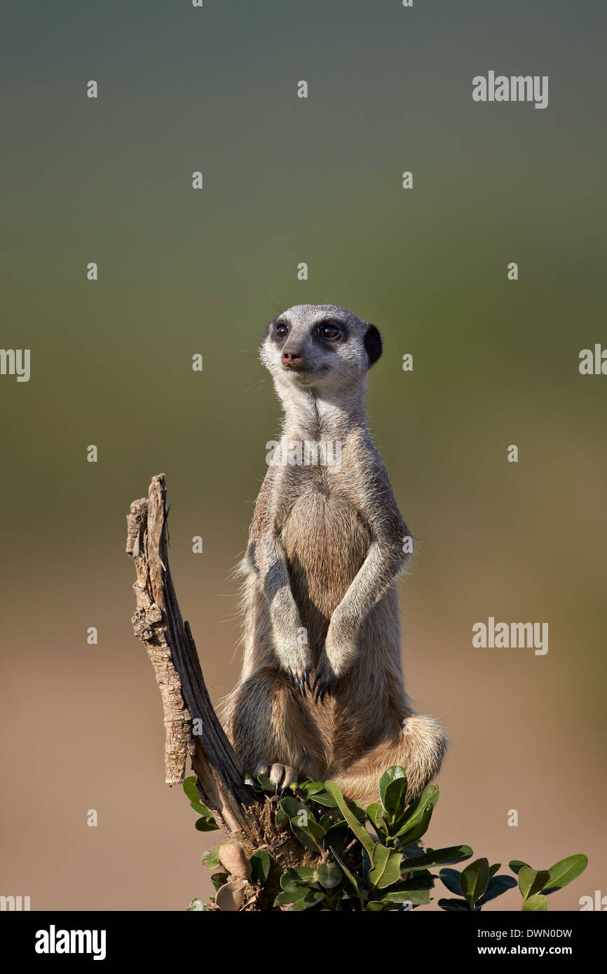 Meerkat (suricate) (Suricata suricatta), Addo Elephant National Park, Sud Africa e Africa Foto Stock