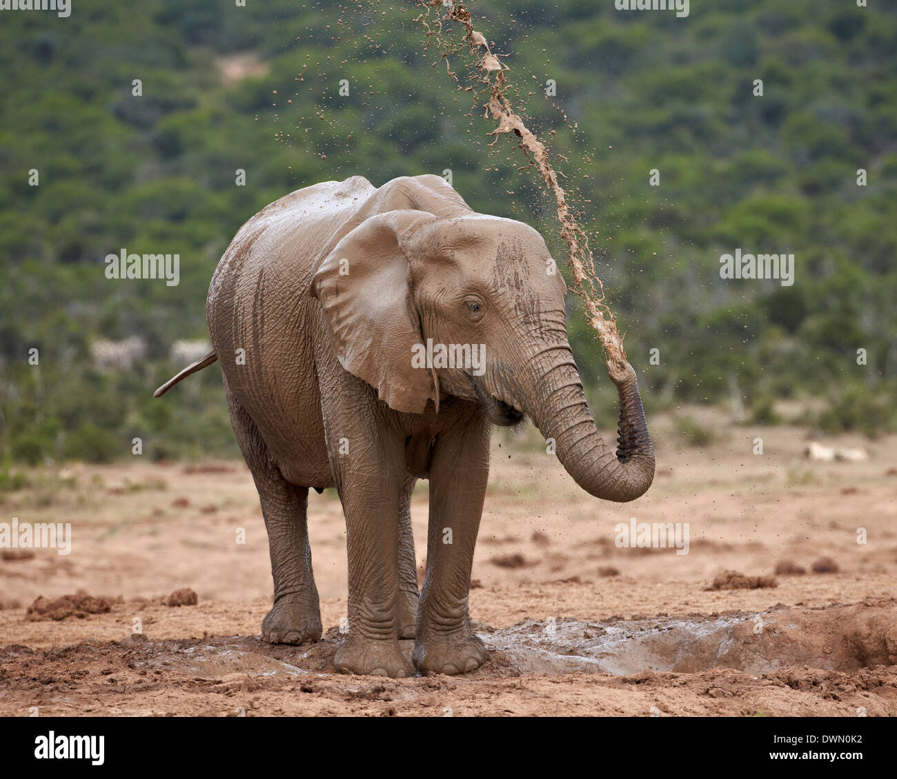 Elefante africano (Loxodonta africana) sotto la doccia, Addo Elephant National Park, Sud Africa e Africa Foto Stock
