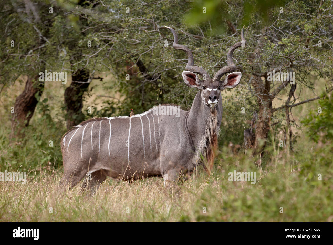 Kudu maggiore (Tragelaphus strepsiceros) buck, Imfolozi Game Reserve, Sud Africa e Africa Foto Stock