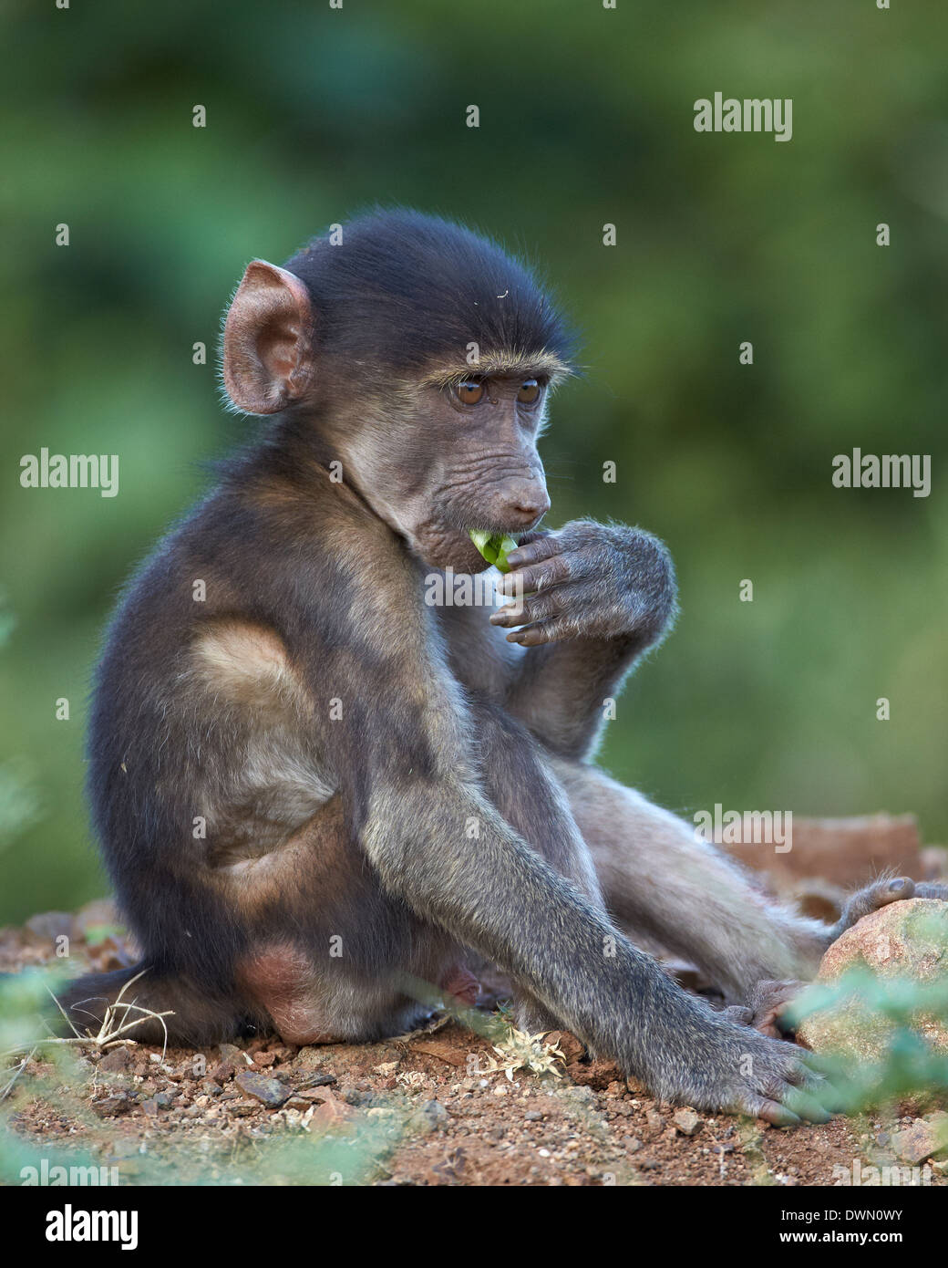 Infant Chacma baboon (Papio ursinus) mangiare, Kruger National Park, Sud Africa e Africa Foto Stock