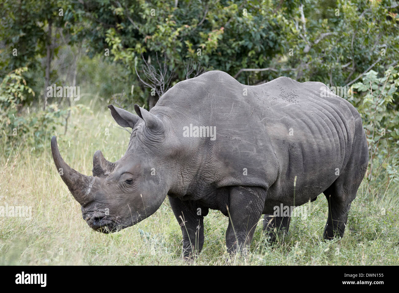 Rinoceronte bianco (Ceratotherium simum), Kruger National Park, Sud Africa e Africa Foto Stock